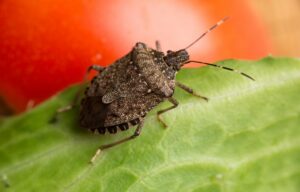 Rid Of Stink Bugs