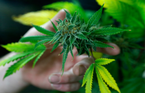 Texas Medical Marijuana Card