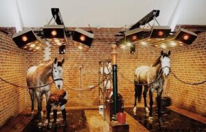 Horse Solarium