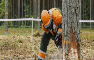tree trimming in GrovelandMA